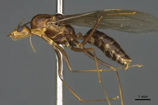 Camponotus mus - CASENT0113975