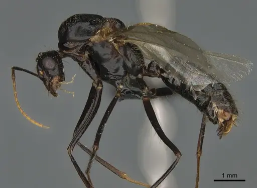 Camponotus mus - CASENT0150161