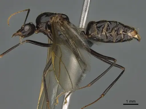 Camponotus mus - CASENT0157519