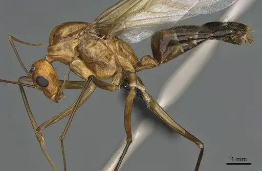 Camponotus mus - CASENT0165206