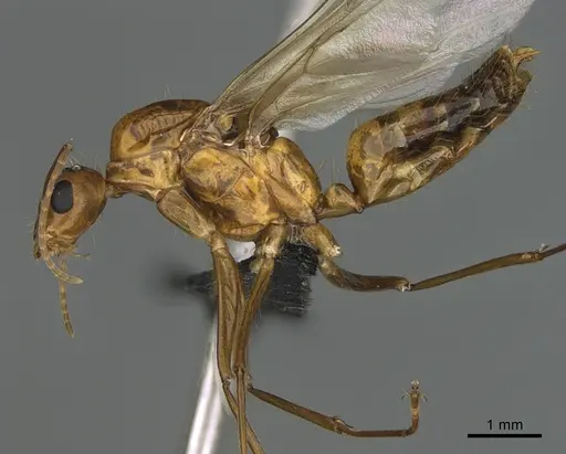 Camponotus mus - CASENT0166091