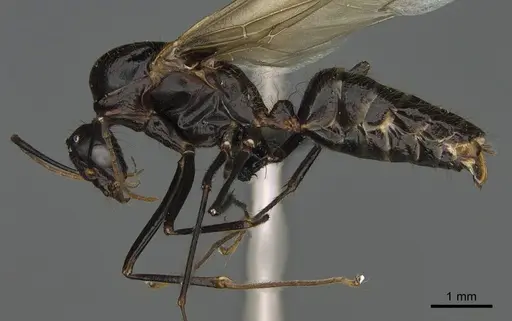 Camponotus mus - CASENT0169983