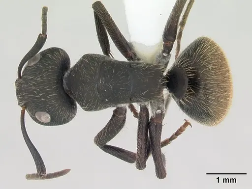Camponotus mus - CASENT0173432