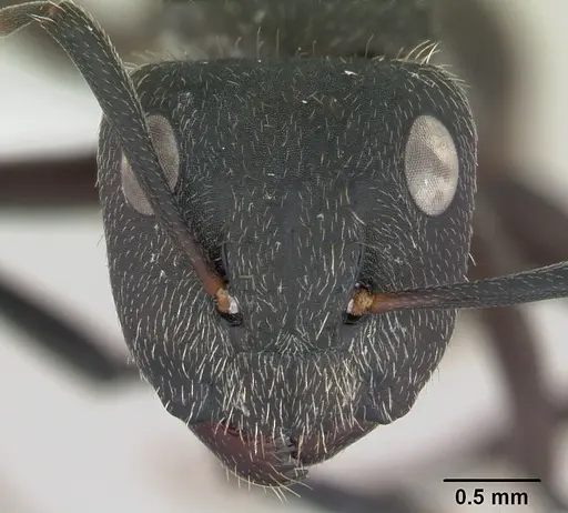 Camponotus mus - CASENT0173432