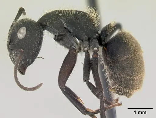 Camponotus mus - CASENT0173432