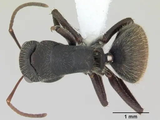Camponotus mus - CASENT0173433