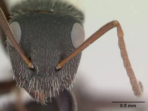 Camponotus mus - CASENT0173433