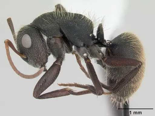 Camponotus mus - CASENT0173433