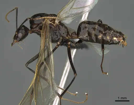 Camponotus mus - CASENT0202950