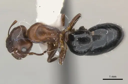 Camponotus mus - CASENT0217600