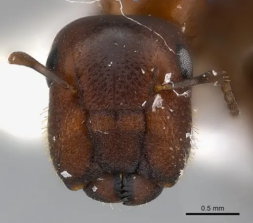 Camponotus mus - CASENT0217600