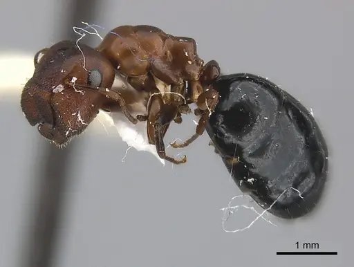 Camponotus mus - CASENT0217600