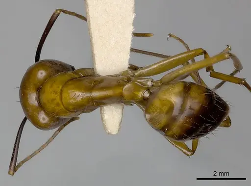 Camponotus mus - CASENT0217602