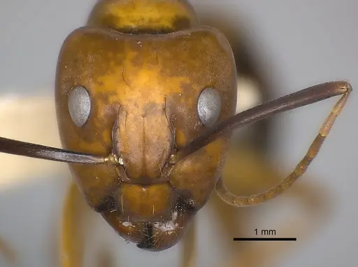Camponotus mus - CASENT0217602