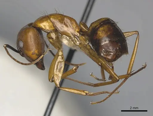 Camponotus mus - CASENT0217602