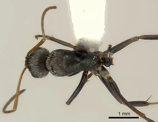 Camponotus mus - CASENT0217603
