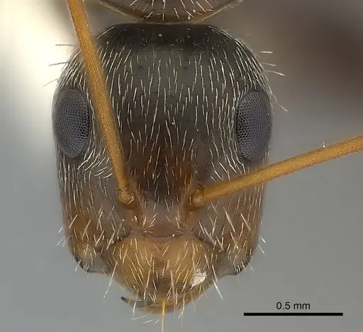 Camponotus mus - CASENT0217603