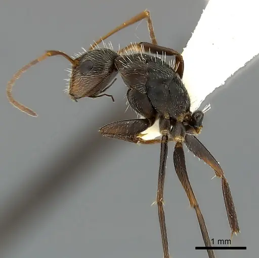 Camponotus mus - CASENT0217603
