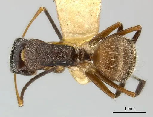 Camponotus mus - CASENT0217607