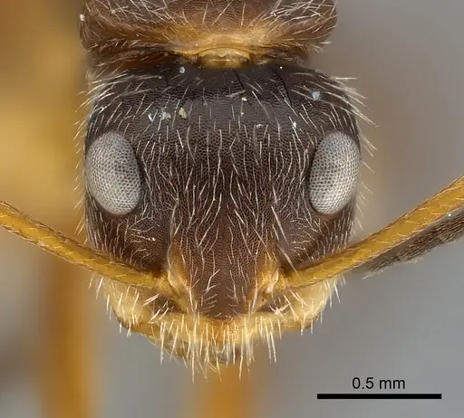 Camponotus mus - CASENT0217607