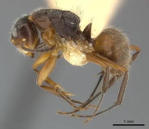 Camponotus mus - CASENT0217607