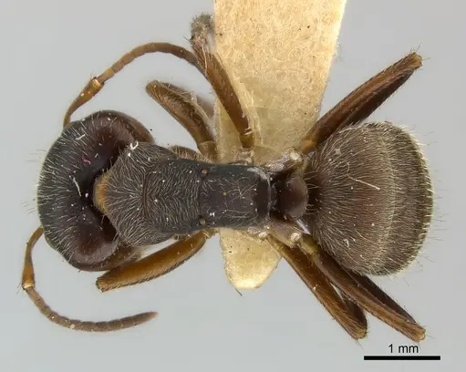 Camponotus mus - CASENT0217608