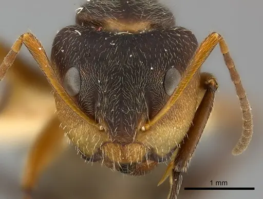 Camponotus mus - CASENT0217608