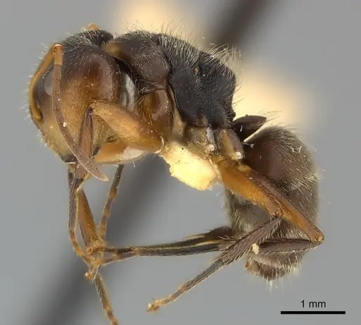 Camponotus mus - CASENT0217608