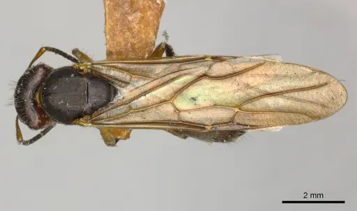 Camponotus mus - CASENT0217609