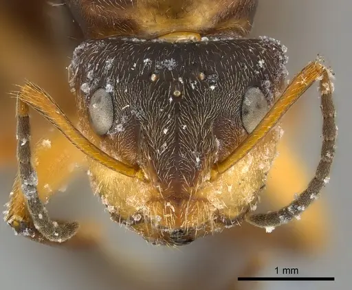 Camponotus mus - CASENT0217609