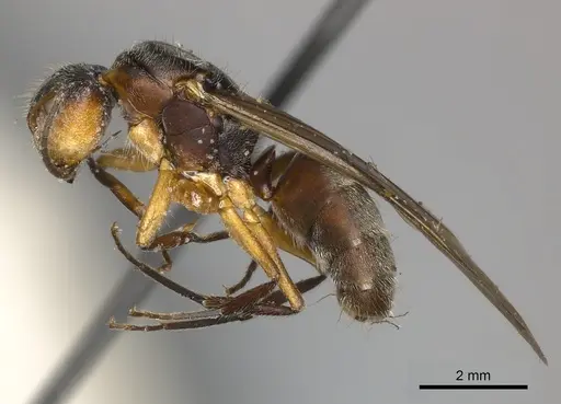 Camponotus mus - CASENT0217609