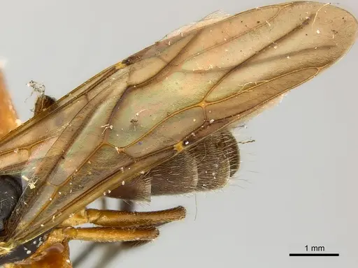 Camponotus mus - CASENT0217609