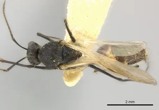 Camponotus mus - CASENT0217610
