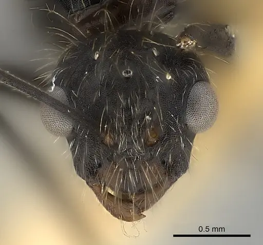 Camponotus mus - CASENT0217610