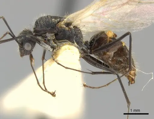Camponotus mus - CASENT0217610