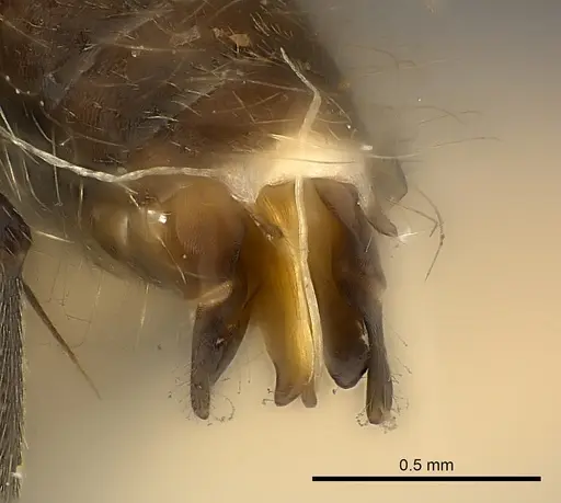 Camponotus mus - CASENT0217610