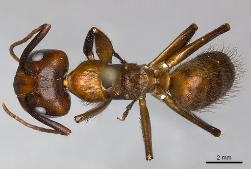 Camponotus mus - CASENT0217619