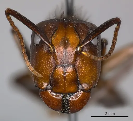 Camponotus mus - CASENT0217619
