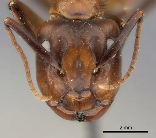 Camponotus mus - CASENT0217619