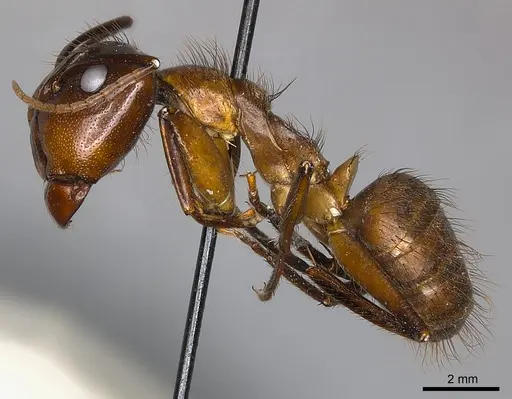 Camponotus mus - CASENT0217619