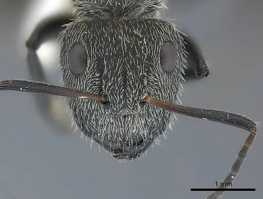 Camponotus mus - CASENT0217631