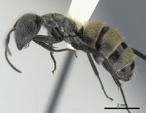 Camponotus mus - CASENT0217631
