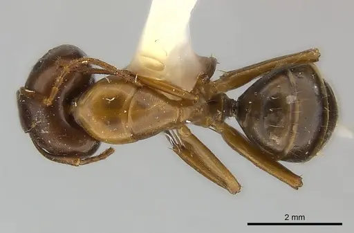 Camponotus mus - CASENT0217639