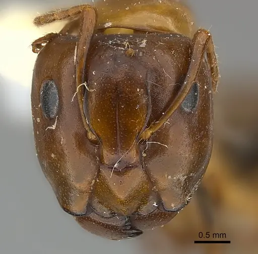 Camponotus mus - CASENT0217639
