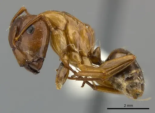 Camponotus mus - CASENT0217639