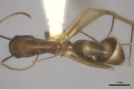 Camponotus mus - CASENT0217674