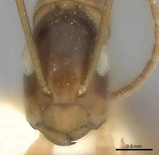 Camponotus mus - CASENT0217674