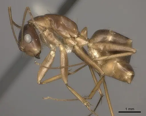 Camponotus mus - CASENT0217674