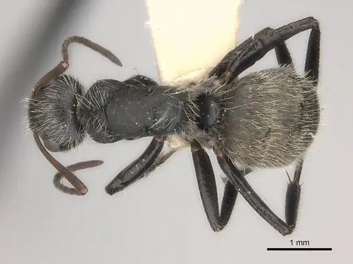 Camponotus mus - CASENT0217697