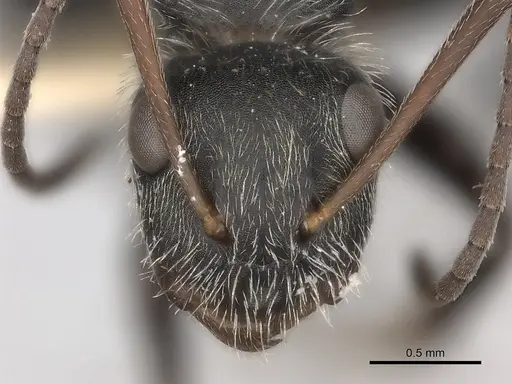 Camponotus mus - CASENT0217697